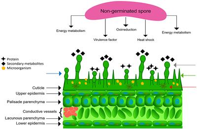 Pre-infection Mechanisms on the Phylloplane: The First Biochemical Battlefield Between the Cacao Tree and Witches' Broom Pathogen